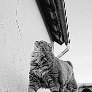 Ralph participe au concours pour gagner de l'argent avec cette photo : cat, fluffy, animal, rooftop, black_and_white, outdoor, feline, gazing, fur, wall, sky, pipe, texture, profile, curious, walking, building, long_hair, pet, side_view