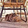 Ralph participe au concours pour gagner de l'argent avec cette photo : cat, fluffy, gray_cat, wicker_chair, wooden_deck, outdoor, pet, animal, sunlight, shadow, relaxing, feline, home, domestic_cat, floor, paws, looking, sitting, calm, resting