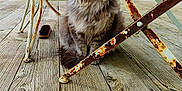 Ralph participe au concours pour gagner de l'argent avec cette photo : cat, fluffy, green_eyes, rusty_metal, metal_table, wooden_deck, outdoor, pet, animal, feline, sitting, patio, rust, texture, nature, domestic_cat, curious, quiet, still_life, daylight