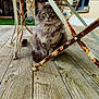 cat, fluffy, green_eyes, rusty_metal, metal_table, wooden_deck, outdoor, pet, animal, feline, sitting, patio, rust, texture, nature, domestic_cat, curious, quiet, still_life, daylight
