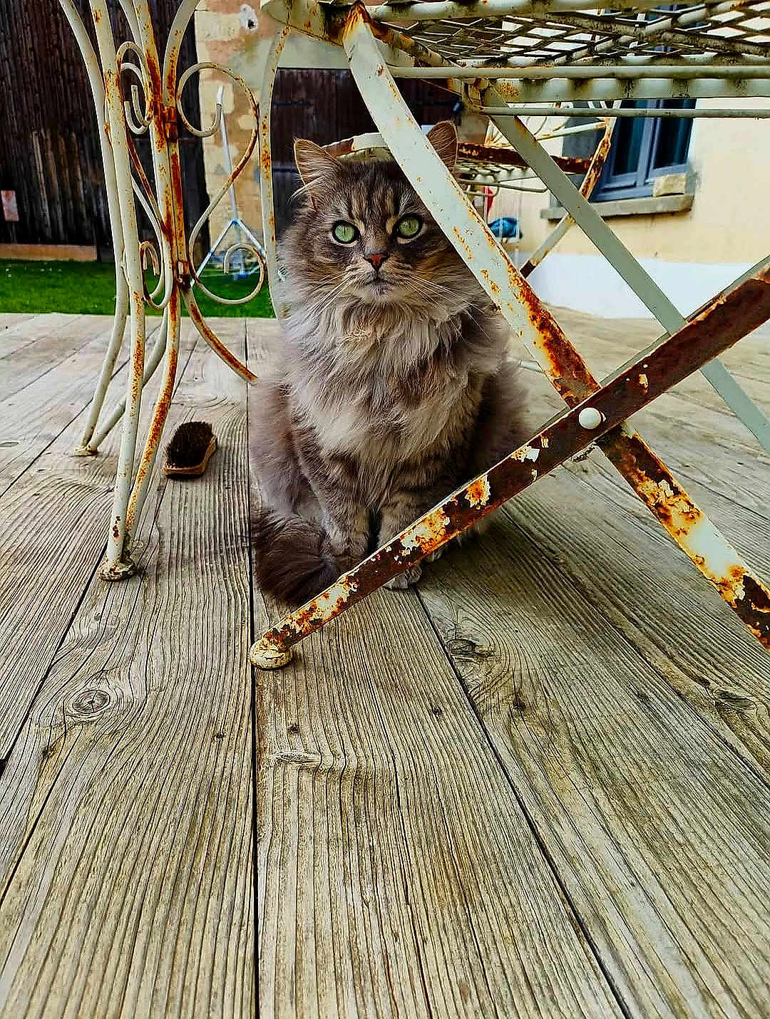 Ralph participe au concours pour gagner de l'argent avec cette photo : cat, fluffy, green_eyes, rusty_metal, metal_table, wooden_deck, outdoor, pet, animal, feline, sitting, patio, rust, texture, nature, domestic_cat, curious, quiet, still_life, daylight