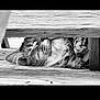 Ralph a rejoint le concours — aidez-le/la à gagner de superbes lots ! cat, sleeping, black_and_white, feline, wood, bench, fur, close_up, relaxation, animal, pet, peaceful, rest, horizontal, texture, whiskers, outdoor, cozy, quiet, calm