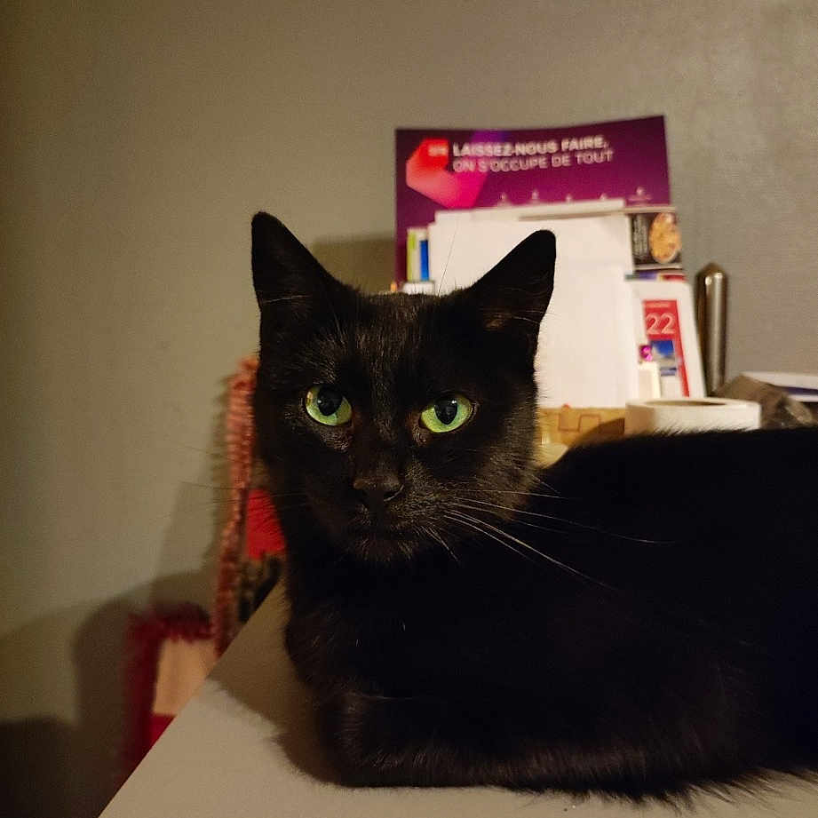 éclipse a rejoint le concours — aidez-le/la à gagner de superbes lots ! black_cat, bombay, box, carnivore, cat, domestic_short_haired_cat, felidae, font, fur, paper_product, pet_supply, rectangle, room, small_to_medium_sized_cats, whiskers