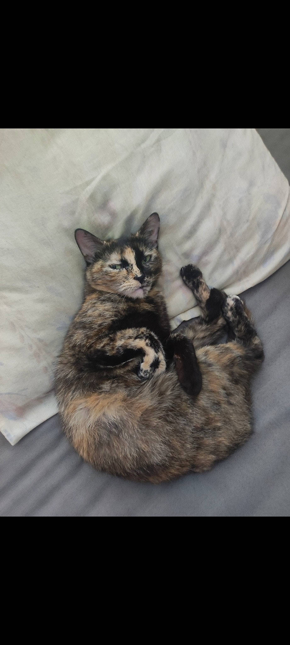 Chipie a rejoint le concours — aidez-le/la à gagner de superbes lots ! carnivore, cat, cat_bed, claw, comfort, domestic_short_haired_cat, felidae, fur, grey, nap, paw, sitting, small_to_medium_sized_cats, tail, whiskers