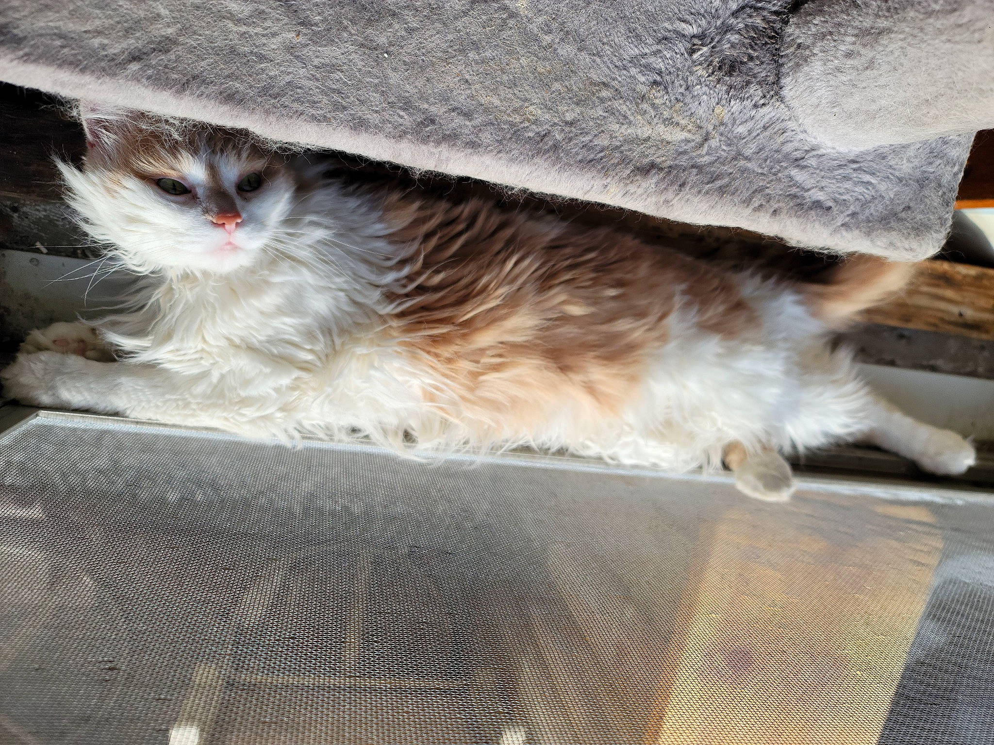 Bean joined the competition — help win amazing prizes! bird_of_prey, british_longhair, carnivore, cat, claw, comfort, domestic_short_haired_cat, fawn, felidae, fur, grey, hat, paw, small_to_medium_sized_cats, snout, tail, terrestrial_animal, whiskers, wildlife