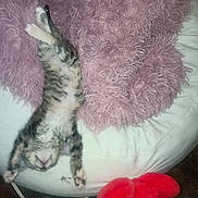 Princess joined the competition — help win amazing prizes! kitten, cat, beanbag, pink_pillow, white, fluffy, stretching, sleeping, indoor, pet, cute, cozy, relaxed, animal, feline, paws, soft, resting, red_slippers, carpet
