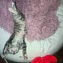 kitten, cat, beanbag, pink_pillow, white, fluffy, stretching, sleeping, indoor, pet, cute, cozy, relaxed, animal, feline, paws, soft, resting, red_slippers, carpet