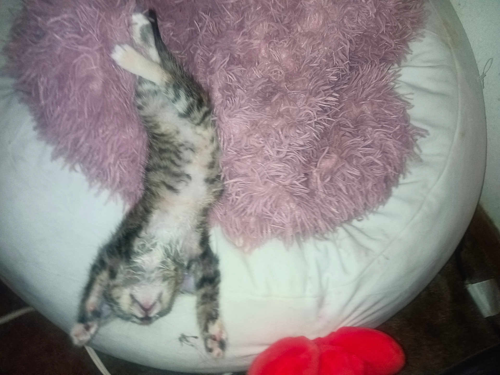 Princess joined the competition — help win amazing prizes! kitten, cat, beanbag, pink_pillow, white, fluffy, stretching, sleeping, indoor, pet, cute, cozy, relaxed, animal, feline, paws, soft, resting, red_slippers, carpet