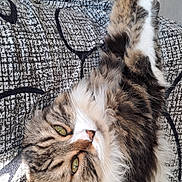 Malo participe au concours pour gagner de l'argent avec cette photo : cat, tabby_cat, long_hair, fluffy, green_eyes, whiskers, nose, paw, lying_down, relaxed, close_up, portrait, pet, animal, indoor, sunlight, textured_blanket, cozy, stretching, fur