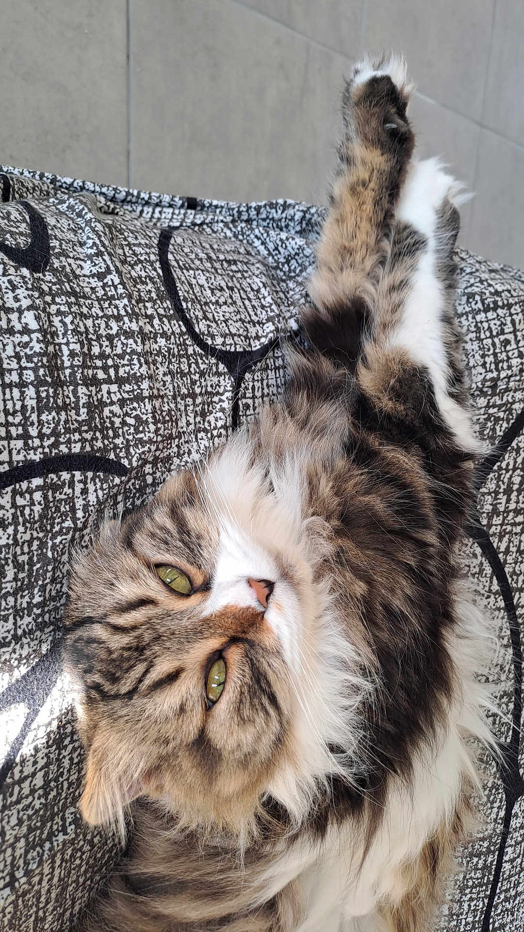 Malo participe au concours pour gagner de l'argent avec cette photo : cat, tabby_cat, long_hair, fluffy, green_eyes, whiskers, nose, paw, lying_down, relaxed, close_up, portrait, pet, animal, indoor, sunlight, textured_blanket, cozy, stretching, fur