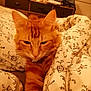 animal, bedroom, blanket, cat, comfort, cozy, dresser, ears, floral_pattern, framed_photos, fur, furniture, furry, home, indoor, orange_tabby, pet, relaxed, sleepy, whiskers