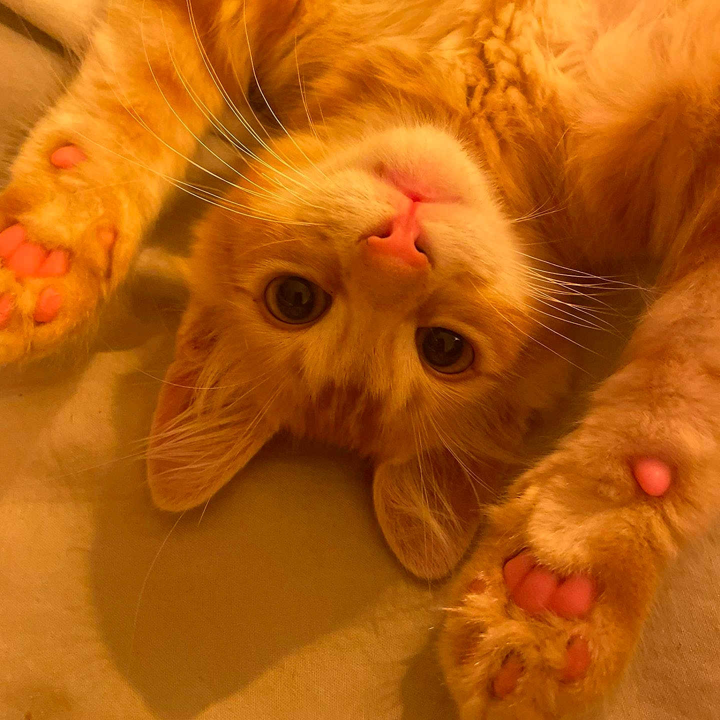 Arrow participe au concours pour gagner de l'argent avec cette photo : animal, cat, closeup, cozy, cute, domestic_cat, feline, fur, indoor, mammal, orange_tabby, paw_pads, pet, pink_nose, playful, relaxed, sleepy, soft, upside_down, whiskers