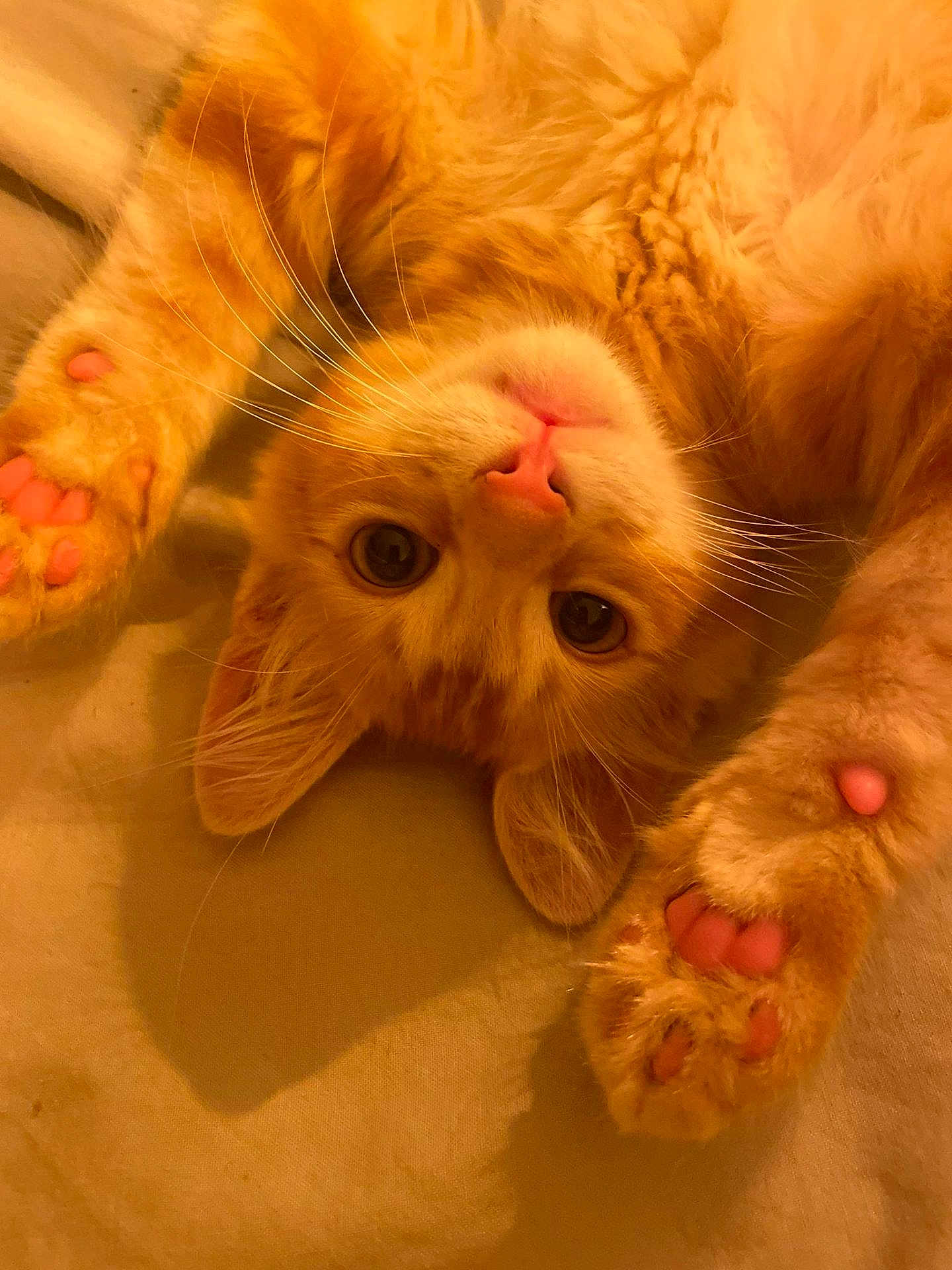 Arrow participe au concours pour gagner de l'argent avec cette photo : animal, cat, closeup, cozy, cute, domestic_cat, feline, fur, indoor, mammal, orange_tabby, paw_pads, pet, pink_nose, playful, relaxed, sleepy, soft, upside_down, whiskers