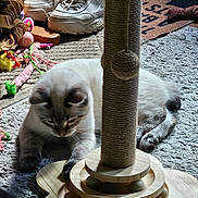 Titus is registered to the contest to win money with this photo: animal, cat, colorful_toys, cozy, curious, floor, fur, household, indoor, light, paws, pet, playful, relaxed, rug, scratching_post, shadow, sneakers, toy, wooden_toy