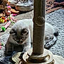 animal, cat, colorful_toys, cozy, curious, floor, fur, household, indoor, light, paws, pet, playful, relaxed, rug, scratching_post, shadow, sneakers, toy, wooden_toy