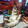 Lokey is registered to the contest to win money with this photo: blurred_background, books, cat, clipboard, comfortable, cozy, cute, domestic, feline, fluffy, furniture, home, indoor, papers, paw, relaxed, scribbles, sitting, study, tail