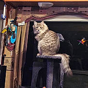 Lokey joined the competition — help win amazing prizes! animal, brown, cabinet, cat, cat_tree, cozy, curtain, domestic, feather_toy, fluffy, furniture, gray, home, indoor, looking, perched, pet, reflection, toy, window
