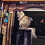 animal, brown, cabinet, cat, cat_tree, cozy, curtain, domestic, feather_toy, fluffy, furniture, gray, home, indoor, looking, perched, pet, reflection, toy, window