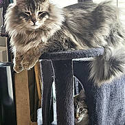 Lokey is registered to the contest to win money with this photo: animal, cat, cat_tree, cozy, curious, cute, domestic, feline, fluffy, fur, household, indoor, pet, play_structure, relaxed, resting, sleepy, tabby, two_cats, whiskers