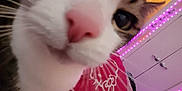 Phi Phi joined the competition — help win amazing prizes! abyssinian, animal, bodypart, cat, clothing, dress, fashion, formalwear, furniture, gown, indoors, kitten, lighting, manx, mouth, pattern, person, pet, purple, siamese
