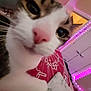 abyssinian, animal, bodypart, cat, clothing, dress, fashion, formalwear, furniture, gown, indoors, kitten, lighting, manx, mouth, pattern, person, pet, purple, siamese