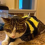 Phi Phi is registered to the contest to win money with this photo: accessories, animal, architecture, building, cat, computerhardware, electronics, furniture, hardware, indoors, interiordesign, kitten, livingroom, monitor, pet, room, screen, table, tv, wood