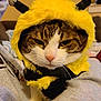 Phi Phi is registered to the contest to win money with this photo: abyssinian, animal, blanket, cat, clothing, face, hat, head, hoodie, kitten, knitwear, manx, person, pet, photography, plush, portrait, sweater, sweatshirt, toy