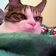 Phi Phi is registered to the contest to win money with this photo: abyssinian, animal, blanket, cat, couch, cushion, face, furniture, head, homedecor, indoors, kitten, manx, person, pet, photography, portrait, quilt, siamese, sleeping