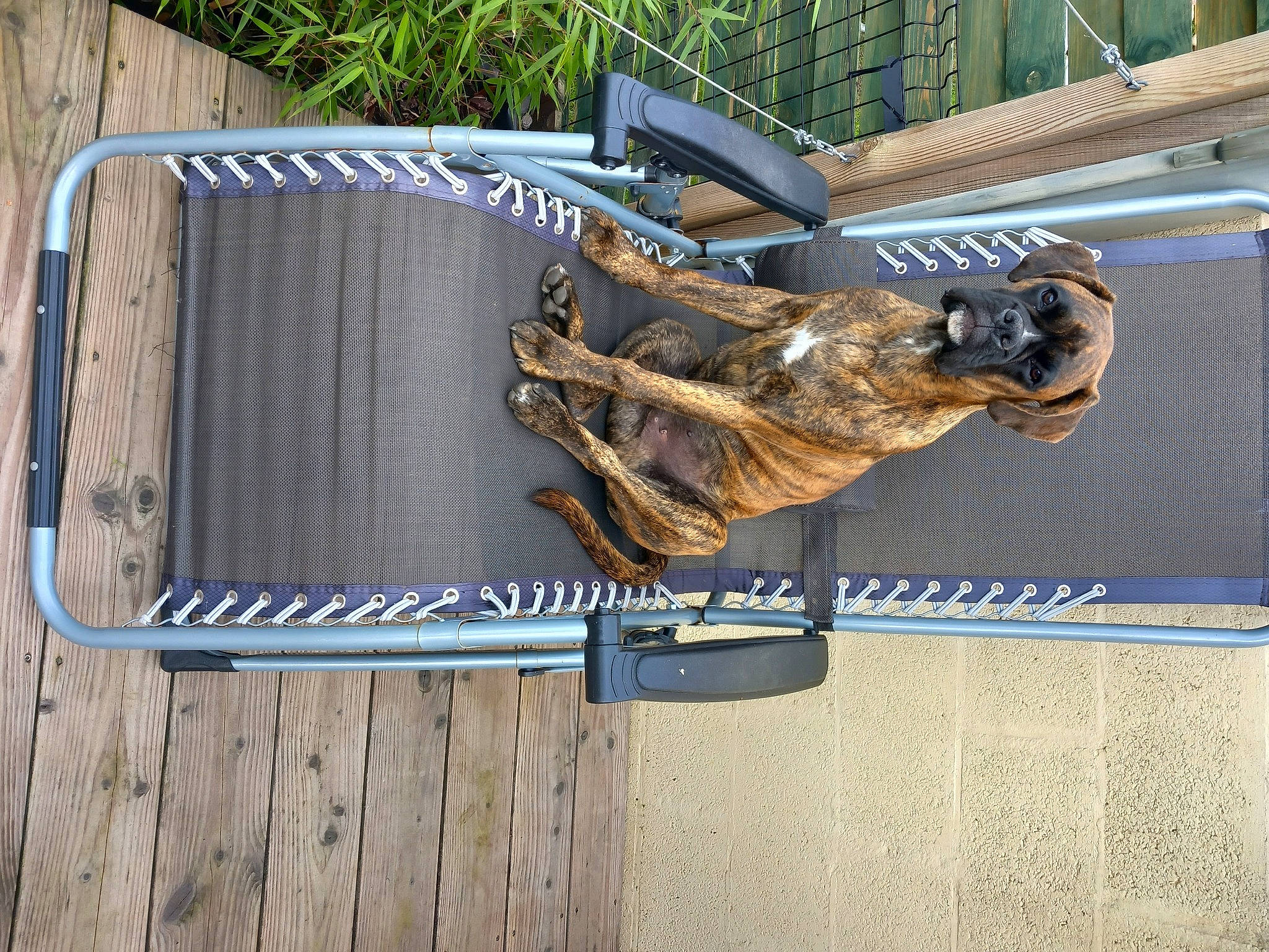 Thor a rejoint le concours — aidez-le/la à gagner de superbes lots ! art, auto_part, bumper, carnivore, dog, electric_blue, electrical_supply, electrical_wiring, gas, machine, metal, motor_vehicle, reptile, rope, sculpture, tail, terrestrial_animal, vertebrate, wire, wood