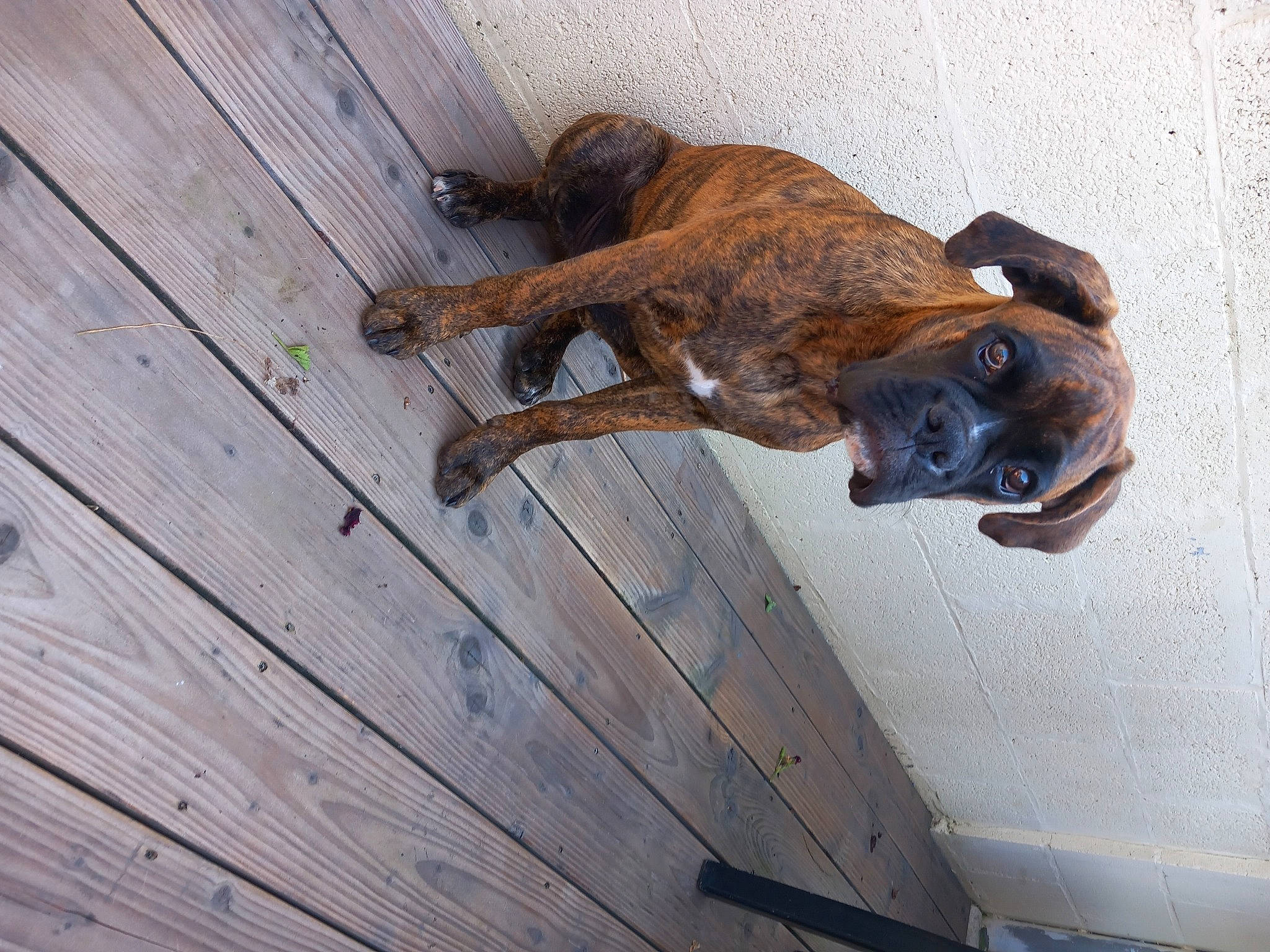 Thor a rejoint le concours — aidez-le/la à gagner de superbes lots ! carnivore, dog, dog_breed, door, fawn, hardwood, liver, plank, snout, sporting_group, tail, terrestrial_animal, wood, wood_stain, working_animal, working_dog