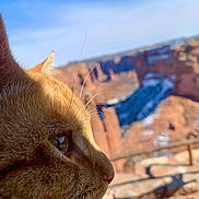 Koda joined the competition — help win amazing prizes! cat, orange_tabby, close_up, profile, whiskers, outdoor, nature, canyon, rock_formation, sky, sunlight, animal, pet, feline, daylight, wildlife, landscape, curious, mammal, serene