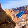 cat, orange_tabby, close_up, profile, whiskers, outdoor, nature, canyon, rock_formation, sky, sunlight, animal, pet, feline, daylight, wildlife, landscape, curious, mammal, serene