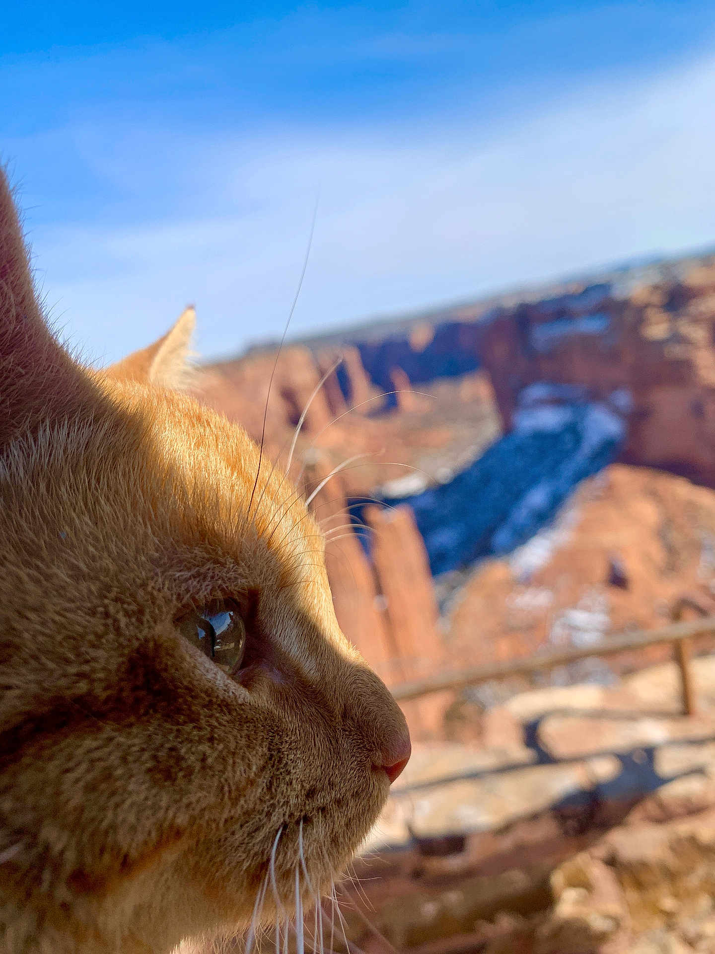 Koda joined the competition — help win amazing prizes! cat, orange_tabby, close_up, profile, whiskers, outdoor, nature, canyon, rock_formation, sky, sunlight, animal, pet, feline, daylight, wildlife, landscape, curious, mammal, serene