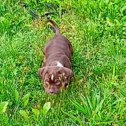 Glad participe au concours pour gagner de l'argent avec cette photo : animal, canine, curious, dog, ears, field, fur, grass, greenery, mammal, nature, outdoor, pet, playful, puppy, small_dog, tail, walking, white_patch, young_dog