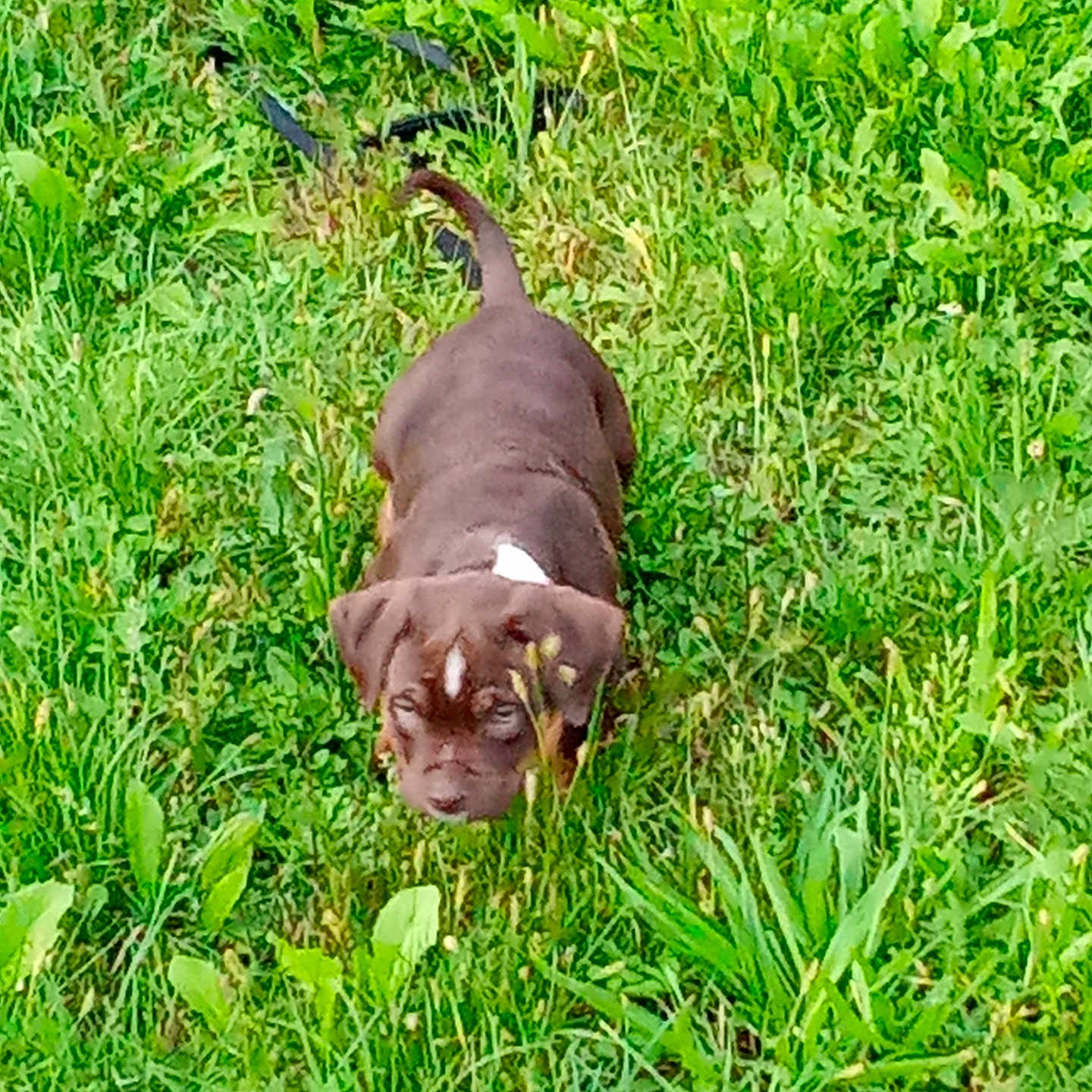 Glad participe au concours pour gagner de l'argent avec cette photo : animal, canine, curious, dog, ears, field, fur, grass, greenery, mammal, nature, outdoor, pet, playful, puppy, small_dog, tail, walking, white_patch, young_dog