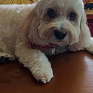 Mr.brown is registered to the contest to win money with this photo: animal, bandana, brown_leather, canine, close_up, companion, cozy, cute, dog, domestic_animal, face, fluffy, fur, furniture, indoor, lying_down, paw, pet, relaxed, white_dog