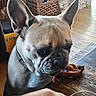dog, french_bulldog, pet, indoor, table, treat, curious, hand, living_room, wooden_floor, armchair, wicker_basket, furniture, close_up, brown, ears, collar, face, floor, home