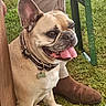 dog, french_bulldog, pet, animal, grass, collar, tongue_out, happy, brown_boots, pants, outdoor, canine, close_up, sitting, leash, metal_structure, nature, mammal, friendly, companion