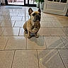 dog, french_bulldog, pet, indoor, tile_floor, door, glass_door, chair, porch, plant, window, shadow, floor_tiles, animal, ears, sitting, attention, domestic, room, home