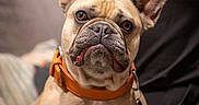 Buddy a rejoint le concours — aidez-le/la à gagner de superbes lots ! dog, french_bulldog, pet, animal, collar, orange_collar, indoor, couch, fur, ears, wrinkles, sitting, face, portrait, cute, domestic_animal, looking, brown, light_fur, attention