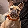 dog, french_bulldog, pet, animal, collar, orange_collar, indoor, couch, fur, ears, wrinkles, sitting, face, portrait, cute, domestic_animal, looking, brown, light_fur, attention