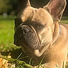 animal, canine, closeup, daylight, dog, domestic_animal, ears, french_bulldog, grass, greenery, leaves, mammal, nature, outdoor, pet, portrait, resting, snout, summer, sunlight