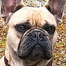 Buddy a rejoint le concours — aidez-le/la à gagner de superbes lots ! dog, french_bulldog, pet, animal, canine, ears, collar, tag, outdoor, grass, stone, portrait, face, snout, brown, tan, closeup, alert, nature, companion