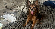 Luka participe au concours pour gagner de l'argent avec cette photo : animal, bed, blanket, cozy, cute, dog, domestic, ears, fur, happy, indoor, patterned_sheet, pet, pillow, resting, sleeping_area, small_dog, tennis_ball, tongue_out, toy