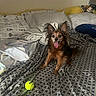 animal, bed, blanket, cozy, cute, dog, domestic, ears, fur, happy, indoor, patterned_sheet, pet, pillow, resting, sleeping_area, small_dog, tennis_ball, tongue_out, toy