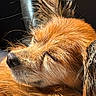 Luka participe au concours pour gagner de l'argent avec cette photo : animal, brown_fur, canine, close_up, cute, dog, domestic_animal, ear, fluffy, fur, outdoor, peaceful, pet, portrait, relaxation, resting, sleeping, snout, sunlight, whiskers