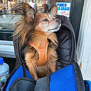 Luka participe au concours pour gagner de l'argent avec cette photo : blue_bag, brown_dog, calm, carrier_bag, close_up, dog, ears, fur, leash, outdoor, people, pet, portrait, reflection, resting, sign, street_cafe, sunlight, umbrella, window
