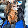 blue_bag, brown_dog, calm, carrier_bag, close_up, dog, ears, fur, leash, outdoor, people, pet, portrait, reflection, resting, sign, street_cafe, sunlight, umbrella, window