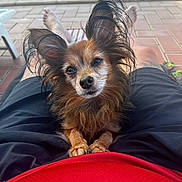 Luka participe au concours pour gagner de l'argent avec cette photo : animal, brown_fur, companion, cute, dog, furry, lap, long_ears, outdoor, pavement, person, pet, pool, relaxed, resting, shorts, small_dog, summer, sunny, water