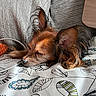 Luka participe au concours pour gagner de l'argent avec cette photo : animal, blanket, closeup, cozy, cute, dog, ears, fur, indoors, knitted_fabric, nap, pattern, pet, relaxation, resting, sleeping, small_dog, sunlight, warm_light, wood